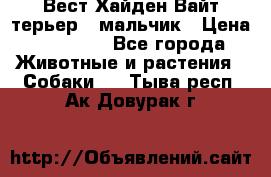 Вест Хайден Вайт терьер - мальчик › Цена ­ 35 000 - Все города Животные и растения » Собаки   . Тыва респ.,Ак-Довурак г.